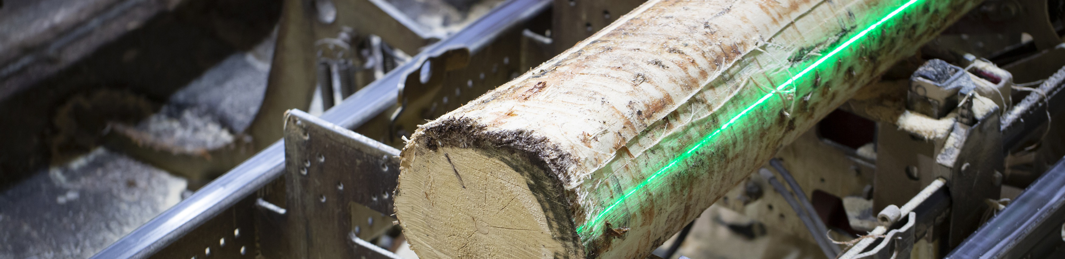 Tree trunk in a timber production facility with green laser line for cutting